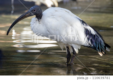 サファリパーク 110639781