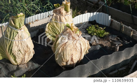 紐で縛った白菜、家庭菜園の白菜畑、 紐で縛った白菜、家庭菜園の白菜畑、 110639935