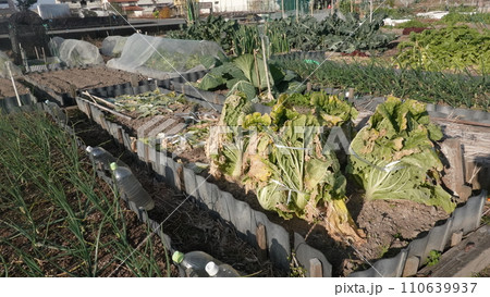 紐で縛った白菜、家庭菜園の白菜畑、 110639937