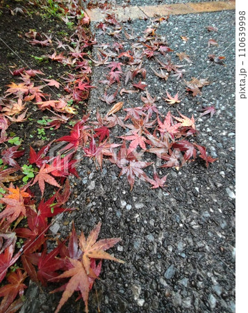 紅葉 110639998