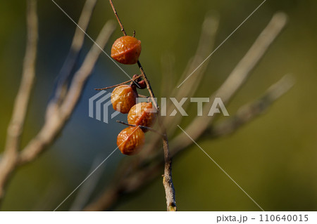 落葉高木ムクロジ科ムクロジの果実 110640015