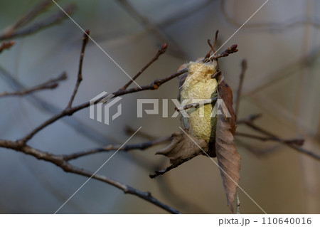 ヤママユガ科ヤママユの繭 ヤママユガ科ヤママユの繭 110640016