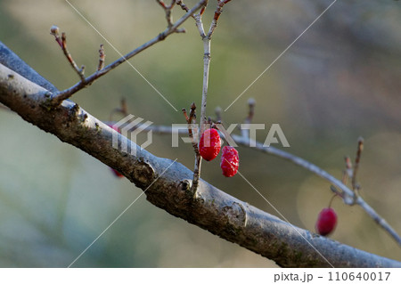 ミズキ科サンシュユの残された赤い果実 110640017
