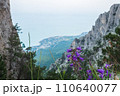 Purple bells or other flowers on the mountain. 110640077