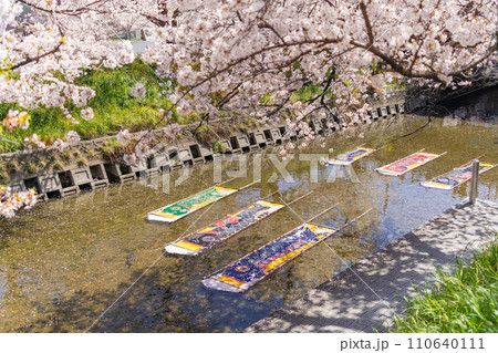 桜の時期の岩倉　五条川　のんぼり祭り 110640111