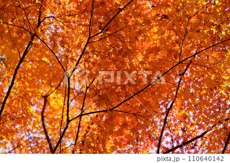 京都・正法寺・空を覆う巨木の紅葉 京都・正法寺・空を覆う巨木の紅葉 110640142