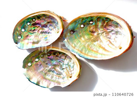 虹色に輝くアワビの貝殻の写真素材 [110640726] - PIXTA
