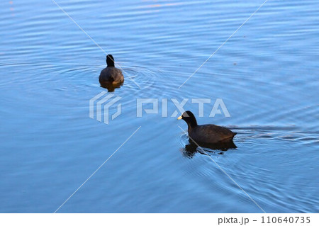 坂戸市の高麗川を優雅に泳ぐ二羽の水鳥の風景 坂戸市の高麗川を優雅に泳ぐ二羽の水鳥の風景 110640735