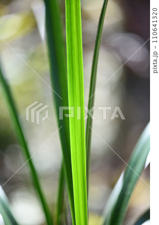 カンラン(寒蘭)の葉 カンラン(寒蘭)の葉 110641320