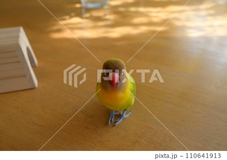 ボタンインコ ボタンインコ 110641913