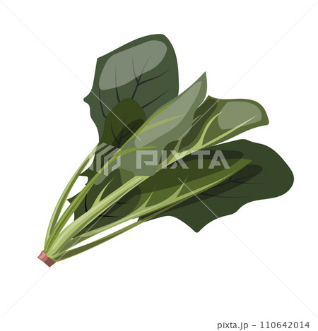 新鮮なほうれん草のイラスト素材 110642014
