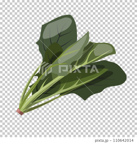 新鮮なほうれん草のイラスト素材 110642014