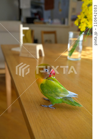 ボタンインコ 110642083