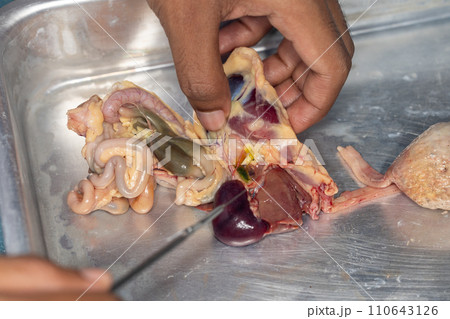 Tapeworms (Cestoda: Caryophyllidea), Parasites of Fish in Thailand. 110643126