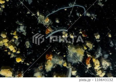 Tapeworms (Cestoda: Caryophyllidea), Parasites of Fish in Thailand. Tapeworms (Cestoda: Caryophyllidea), Parasites of Fish in Thailand. 110643132