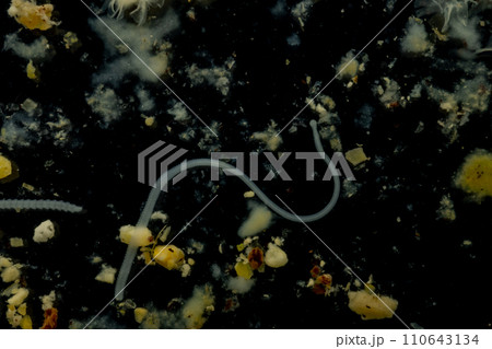 Tapeworms (Cestoda: Caryophyllidea), Parasites of Fish in Thailand. 110643134