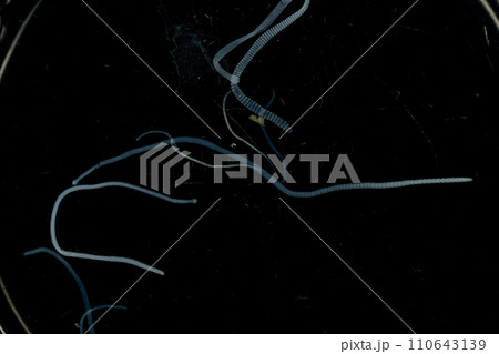 Tapeworms (Cestoda: Caryophyllidea), Parasites of Fish in Thailand. Tapeworms (Cestoda: Caryophyllidea), Parasites of Fish in Thailand. 110643139