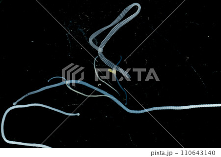 Tapeworms (Cestoda: Caryophyllidea), Parasites of Fish in Thailand. 110643140