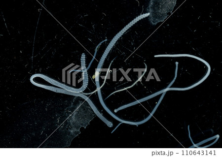 Tapeworms (Cestoda: Caryophyllidea), Parasites of Fish in Thailand. Tapeworms (Cestoda: Caryophyllidea), Parasites of Fish in Thailand. 110643141