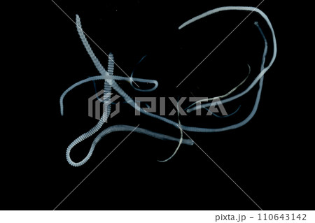 Tapeworms (Cestoda: Caryophyllidea), Parasites of Fish in Thailand. Tapeworms (Cestoda: Caryophyllidea), Parasites of Fish in Thailand. 110643142