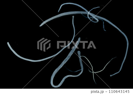 Tapeworms (Cestoda: Caryophyllidea), Parasites of Fish in Thailand. 110643145