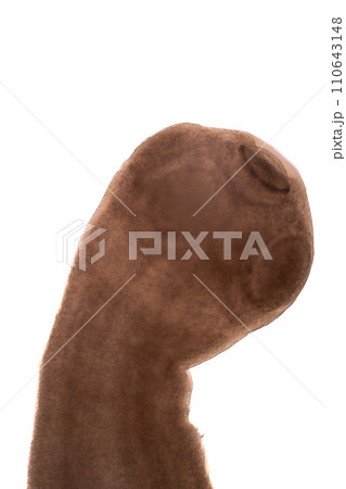 Tapeworms (Cestoda: Caryophyllidea), Parasites of Fish in Thailand. Tapeworms (Cestoda: Caryophyllidea), Parasites of Fish in Thailand. 110643148