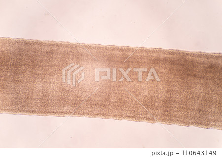 Tapeworms (Cestoda: Caryophyllidea), Parasites of Fish in Thailand. 110643149