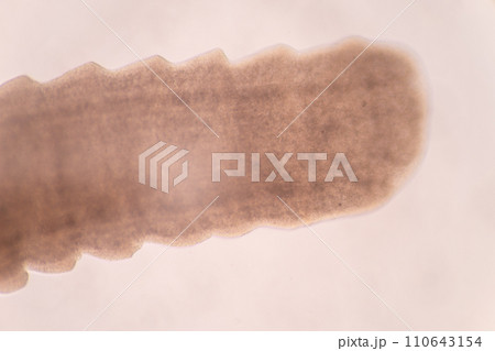 Tapeworms (Cestoda: Caryophyllidea), Parasites of Fish in Thailand. Tapeworms (Cestoda: Caryophyllidea), Parasites of Fish in Thailand. 110643154