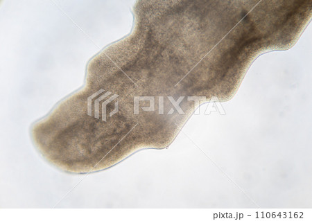 Tapeworms (Cestoda: Caryophyllidea), Parasites of Fish in Thailand. Tapeworms (Cestoda: Caryophyllidea), Parasites of Fish in Thailand. 110643162