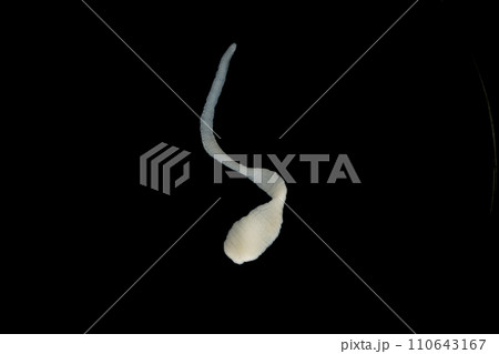 Tapeworms (Cestoda: Caryophyllidea), Parasites of Fish in Thailand. 110643167