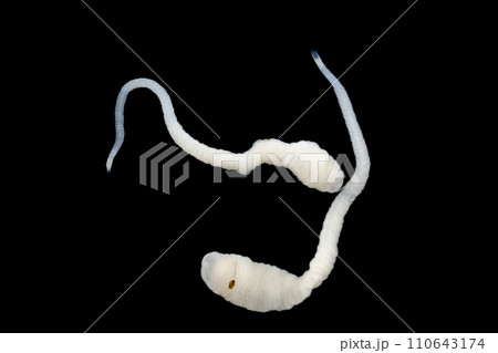 Tapeworms (Cestoda: Caryophyllidea), Parasites of Fish in Thailand. 110643174