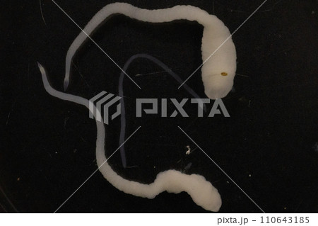 Tapeworms (Cestoda: Caryophyllidea), Parasites of Fish in Thailand. 110643185