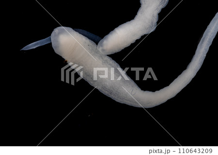 Tapeworms (Cestoda: Caryophyllidea), Parasites of Fish in Thailand. Tapeworms (Cestoda: Caryophyllidea), Parasites of Fish in Thailand. 110643209