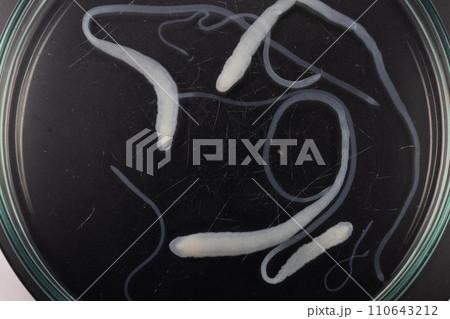 Tapeworms (Cestoda: Caryophyllidea), Parasites of Fish in Thailand. 110643212