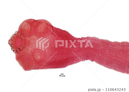 Tapeworms (Cestoda: Caryophyllidea), Parasites of Fish in Thailand. 110643243