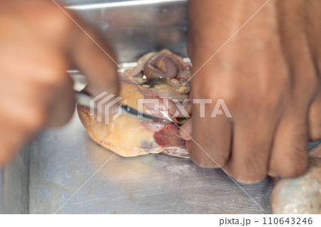 Tapeworms (Cestoda: Caryophyllidea), Parasites of Fish in Thailand. 110643246