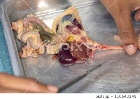 Tapeworms (Cestoda: Caryophyllidea), Parasites of Fish in Thailand. 110643249