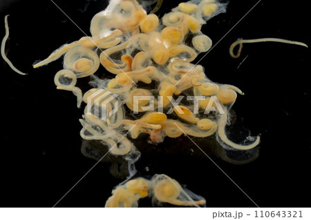 Study of Parasitic helminths (Trematodes) and Ascaris of fishes under a microscope. Study of Parasitic helminths (Trematodes) and Ascaris of fishes under a microscope. 110643321