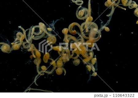 Study of Parasitic helminths (Trematodes) and Ascaris of fishes under a microscope. 110643322