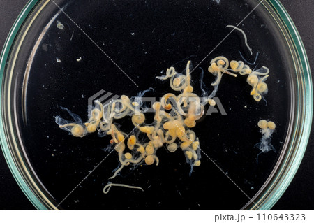 Study of Parasitic helminths (Trematodes) and Ascaris of fishes under a microscope. 110643323