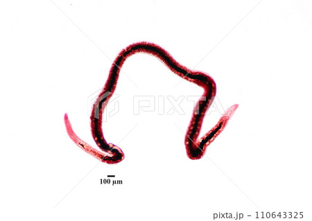 Study of Parasitic helminths (Trematodes) and Ascaris of fishes under a microscope. 110643325