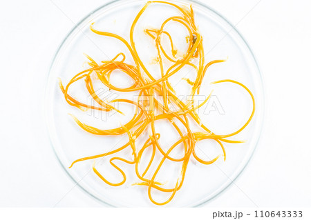 Study of Parasitic helminths (Trematodes) and Ascaris of fishes under a microscope. 110643333