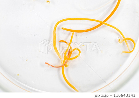 Study of Parasitic helminths (Trematodes) and Ascaris of fishes under a microscope. Study of Parasitic helminths (Trematodes) and Ascaris of fishes under a microscope. 110643343