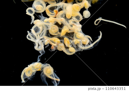 Study of Parasitic helminths (Trematodes) and Ascaris of fishes under a microscope. 110643351