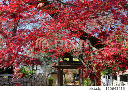 埼玉県川越市小仙波町　天台宗別格本山中院の紅葉モミジと鐘楼門 110643416