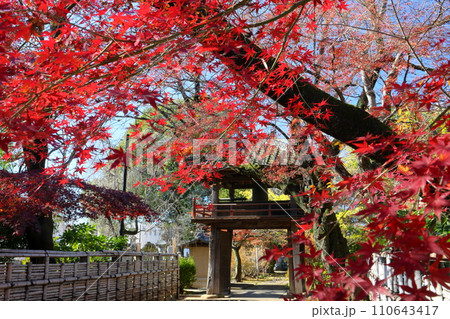 埼玉県川越市小仙波町 天台宗別格本山中院の紅葉モミジと鐘楼門 埼玉県川越市小仙波町 天台宗別格本山中院の紅葉モミジと鐘楼門 110643417