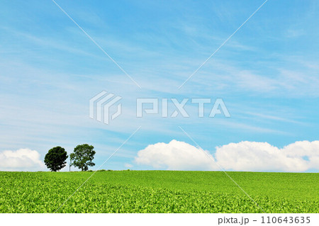 北海道　夏の青空と親子の木 110643635
