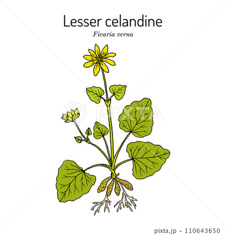 Lesser celandine or pilewort Ficaria verna , medicinal plant 110643650