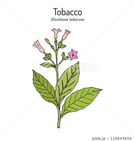 Tobacco plant (Nicotiana tabacum). Botanical hand-drawn illustration 110643654