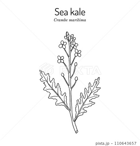 Seakale or crambe Crambe maritima , edible and medicinal plant Seakale or crambe Crambe maritima , edible and medicinal plant 110643657